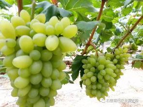 四川水果节免费吃瓜,免费吃瓜狂欢来袭!” 第2张 四川水果节免费吃瓜,免费吃瓜狂欢来袭!” 第2张