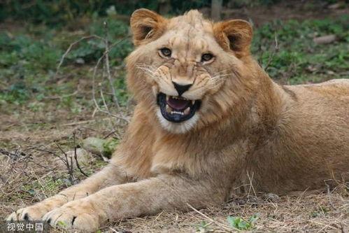 微笑小动物最新爆料,揭秘娱乐圈幕后真相